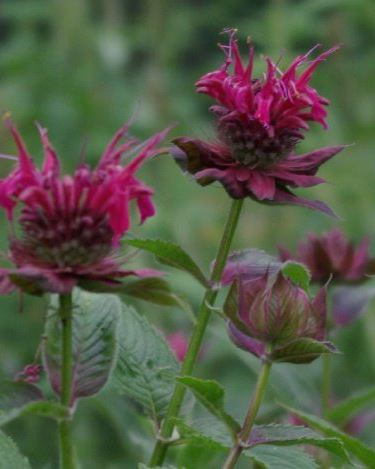 MONARDA didyma ‘Raspberry Wine’