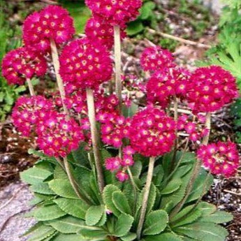 PRIMULA denticulata ‘Rubin Selection’