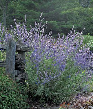 PEROVSKIA atriplicifolia ‘Filigran’