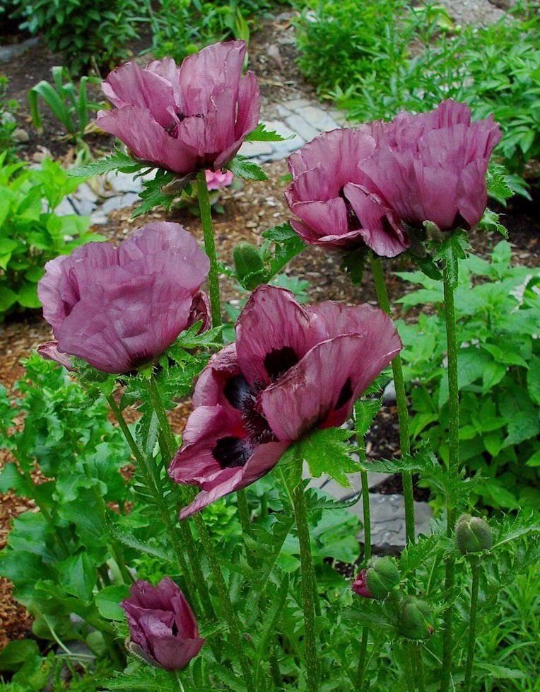 PAPAVER orientale ‘Patty’s Plum’