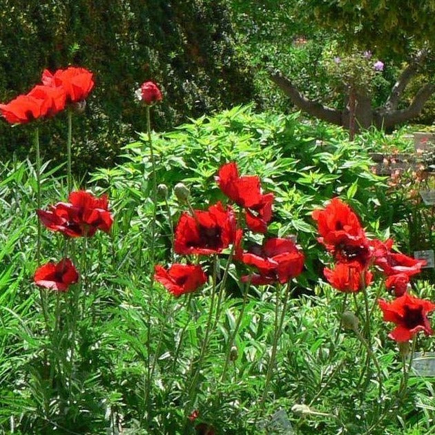 PAPAVER orientale ‘Beauty of Livermere’