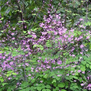 THALICTRUM rochebruneanum