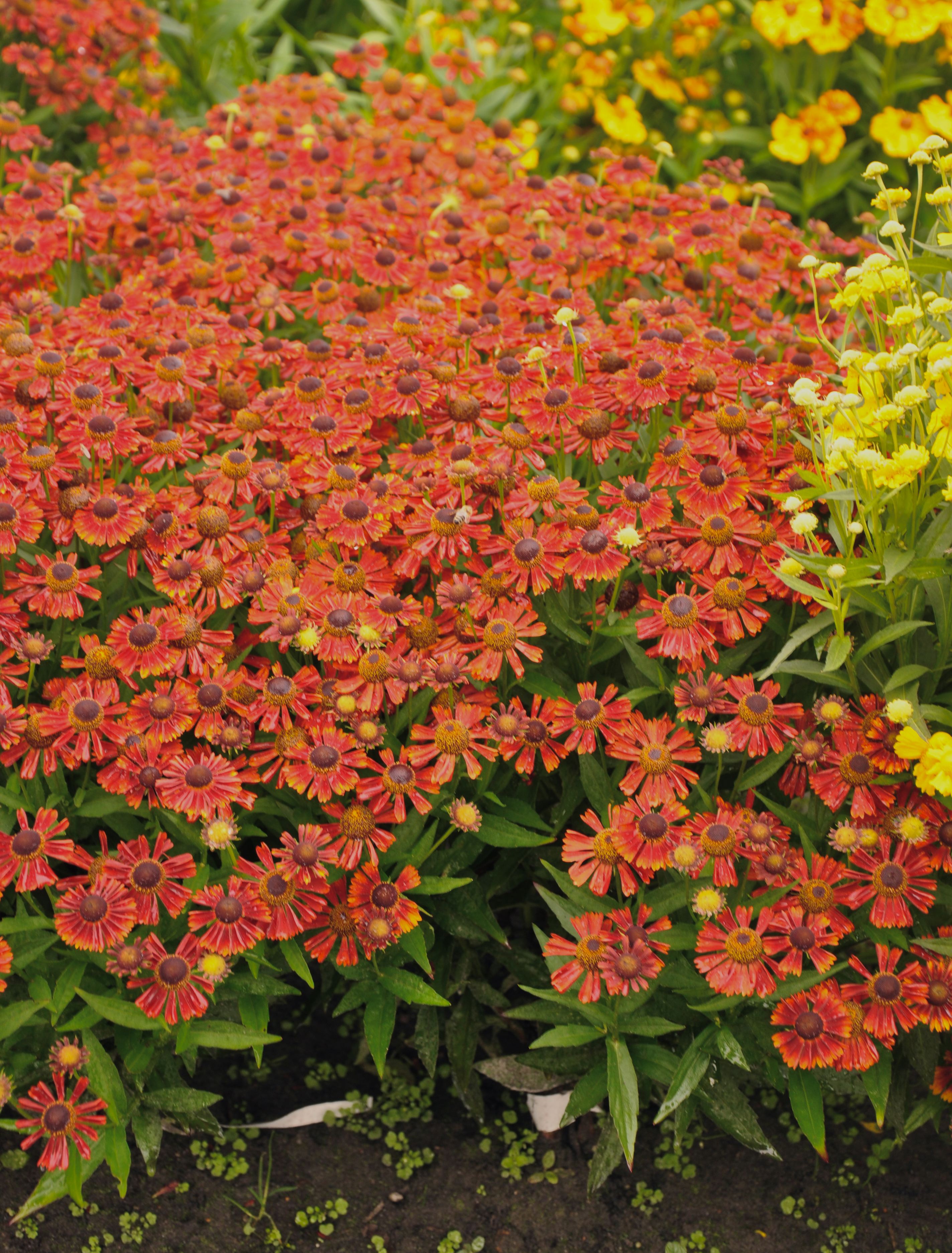 HELENIUM autumnale ‘Mariachi Salsa’