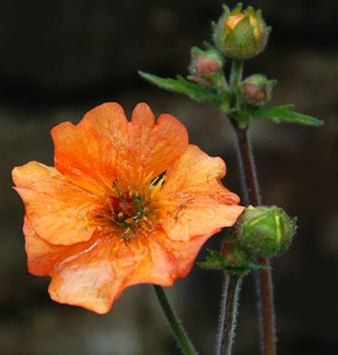 GEUM ‘Totally Tangerine’