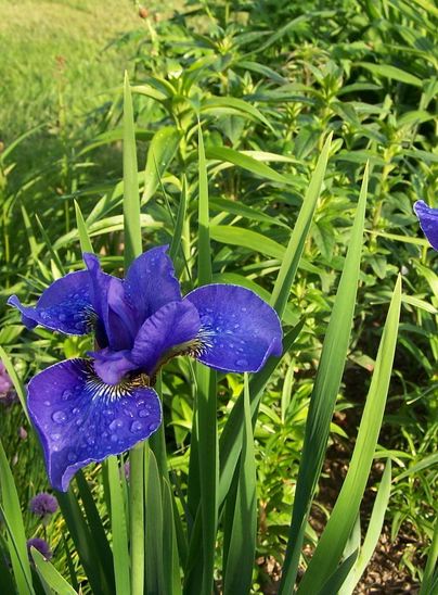 IRIS sibirica ‘Silver edge’