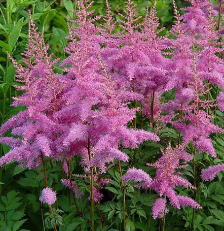 ASTILBE arendsii ‘Amethyst’