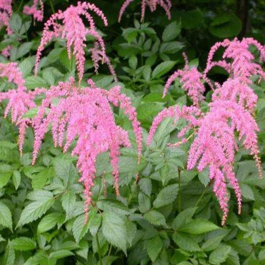 ASTILBE thunbergii ‘Ostrich Plume’