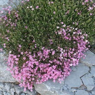 GYPSOPHILA repens ‘Rosea’