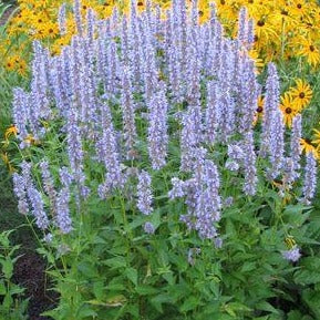 AGASTACHE ‘Blue Fortune’