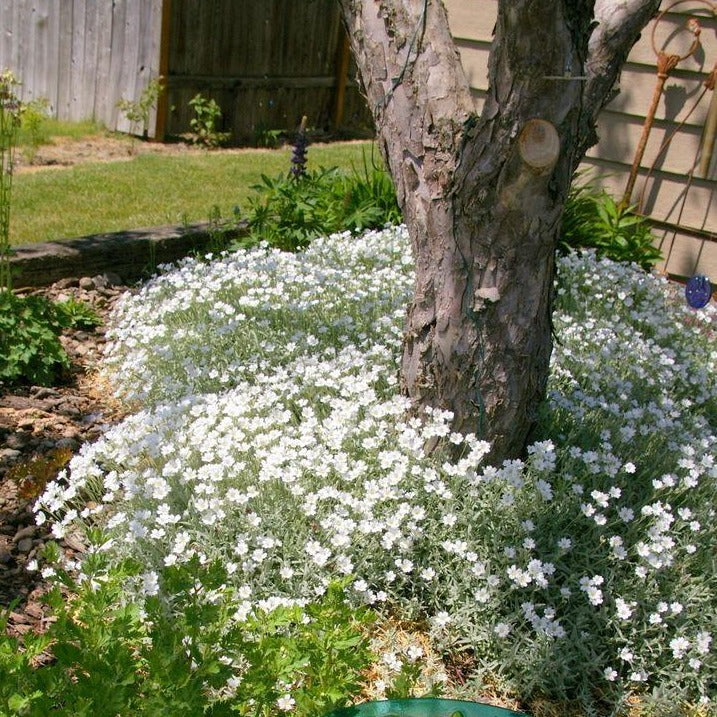 CERASTIUM tomentosum Corbeille d’argent