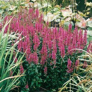 LYTHRUM salicaria ‘Robert’