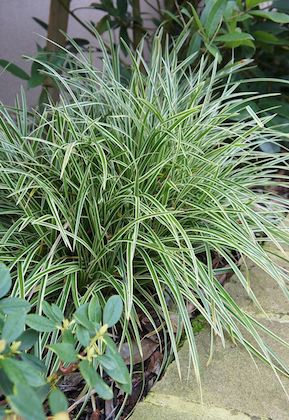 CAREX morrowii ‘Ice Dance’