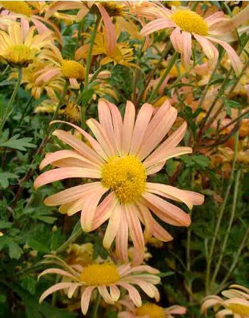 CHRYSANTHEMUM rubellum ‘Mary Stocker’