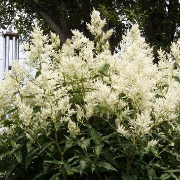 PERSICARIA polymorpha Polygonum polymorphum