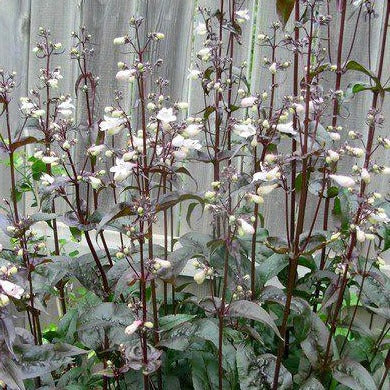 PENSTEMON digitalis ‘Husker Red’