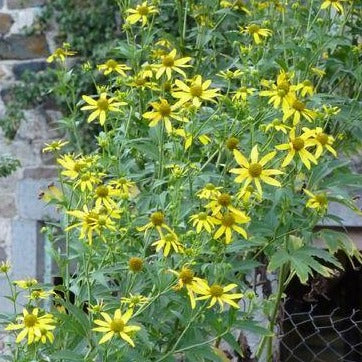 RUDBECKIA nitida ‘Herbstsonne’