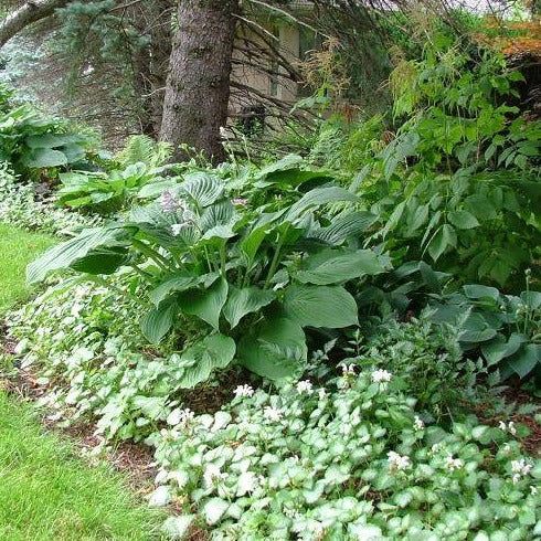 LAMIUM maculatum ‘White Nancy’