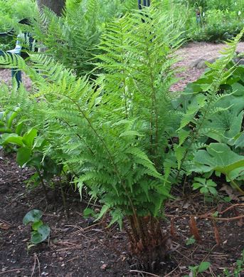 DRYOPTERIS ‘Marginalis’