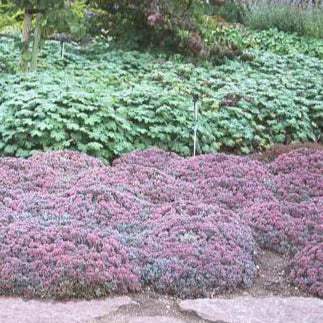 SEDUM cauticola ‘Lidakense’