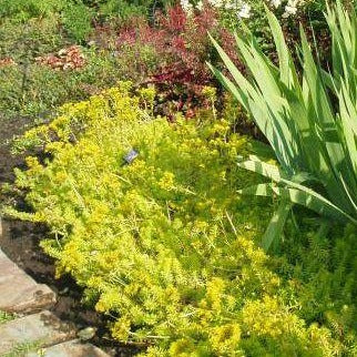 SEDUM reflexum ‘Angelina’