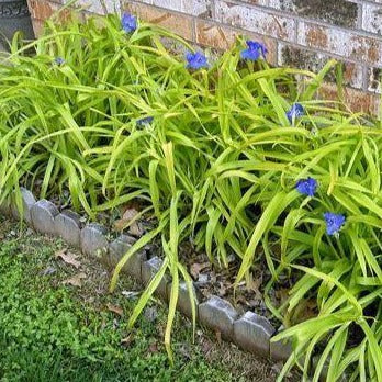 TRADESCANTIA andersoniana ‘Sweet Kate’