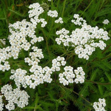 ACHILLEA millefolium ‘White Beauty’