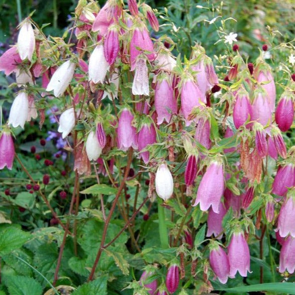 CAMPANULA punctata ‘Rubriflora’