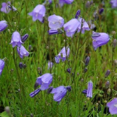 CAMPANULA rotundifolia ‘Olympica’