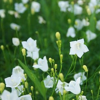 CAMPANULA rotundifolia ‘White Gem’