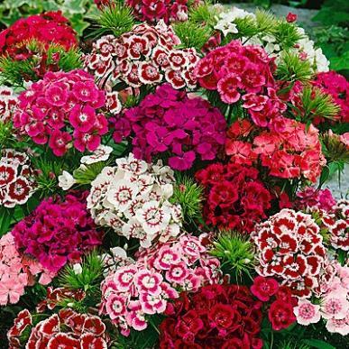 DIANTHUS barb ‘Indian Carpet’