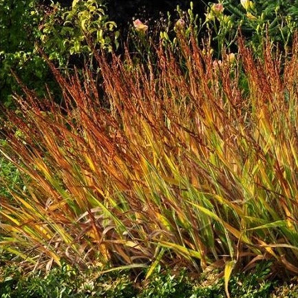 CALAMAGROSTIS acutifolia ‘Cheju-do’