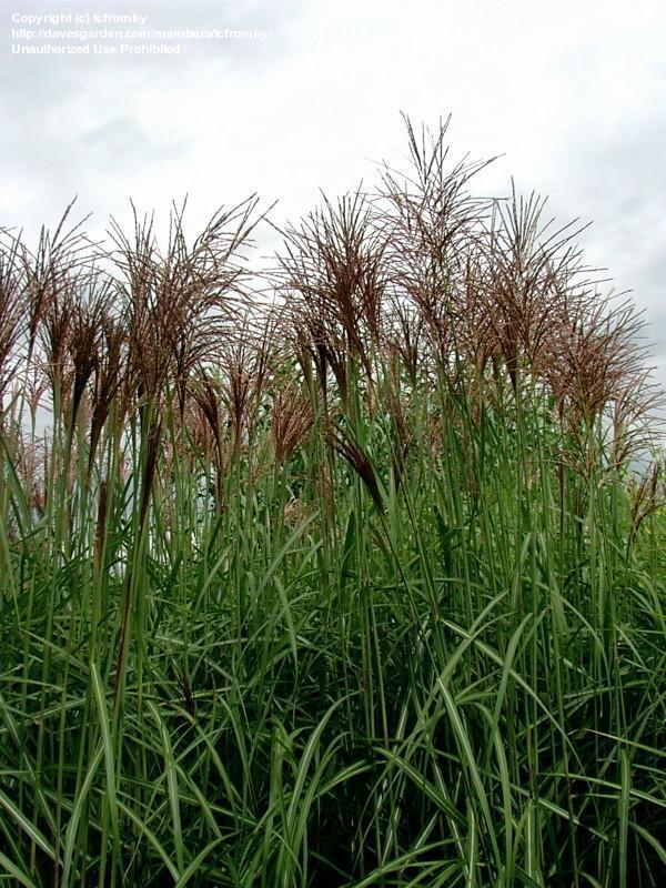 MISCANTHUS sinensis ‘Goliath’