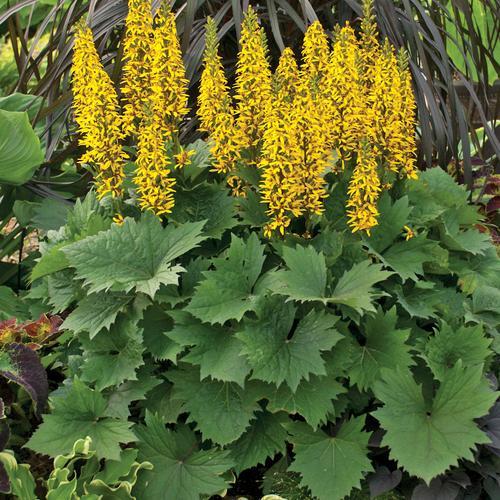 LIGULARIA ‘Bottle Rocket’