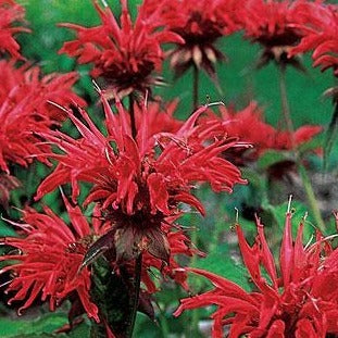 MONARDA didyma ‘Jacob Cline’