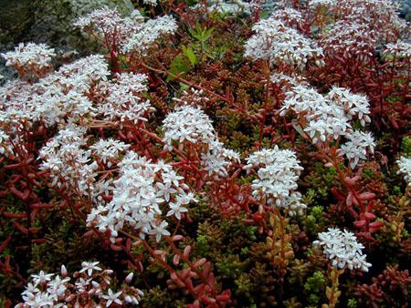 SEDUM album ‘Red Ice’