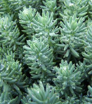 SEDUM ‘Blue Spruce’