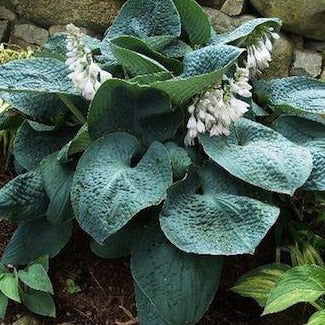 HOSTA sieboldiana ‘Big Daddy’