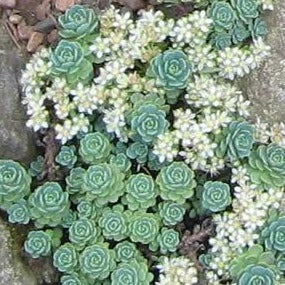 SEDUM pachyclados