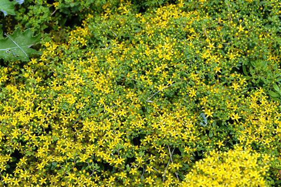 SEDUM selskianum ‘Glodilocks’