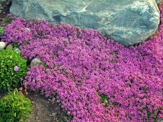 THYMUS serpyllum ‘Magic Carpet’