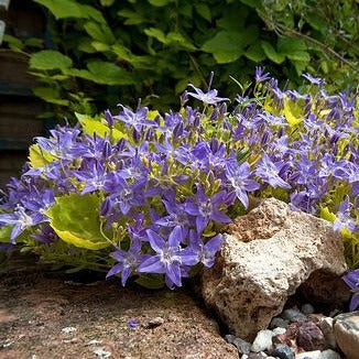 CAMPANULA ‘Dickson Gold’