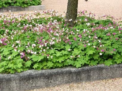 GERANIUM macrorrhizum ‘Album’