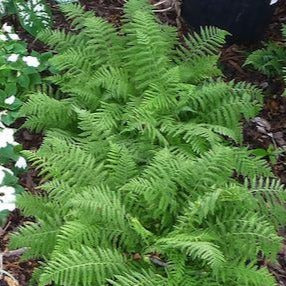 ATHYRIUM filix femina ‘Minutissima’