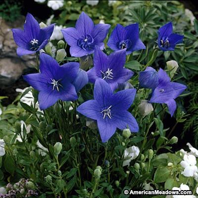 PLATYCODON ‘Sentimental Blue’