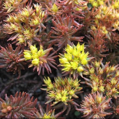 SEDUM hakonense ‘Chocolate Ball’