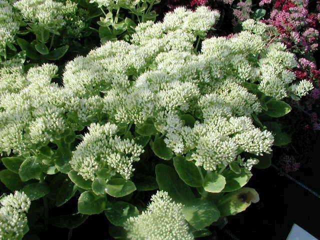 SEDUM spectabile ‘Iceberg’