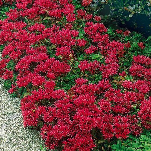 SEDUM spurium ‘Summer Glory’