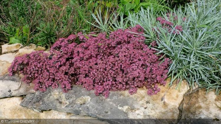 SEDUM telephium ‘Sunset Cloud’