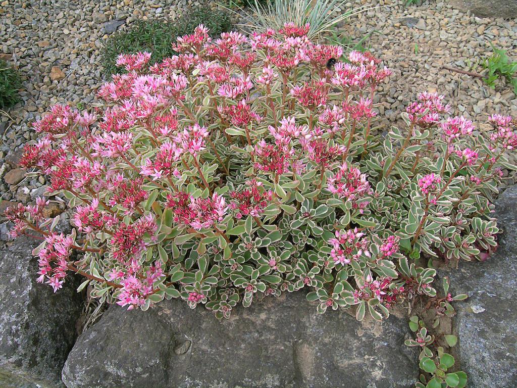 SEDUM spurium ‘tricolor’