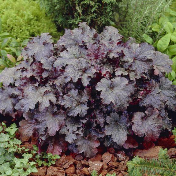 HEUCHERA ‘Plum Pudding’